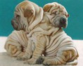 /album/fotogaleria/shar-pei-13-jpg/