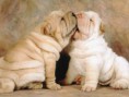 /album/fotogaleria/shar-pei-15-jpg/