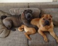 /album/fotogaleria/shar-pei-16-jpg/